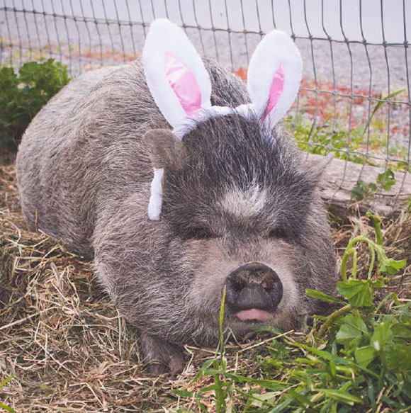 肥肥的小兔兔搞笑图吧gif搞笑图片