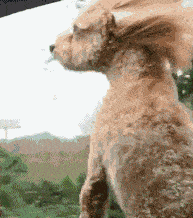 爱兜风的狗狗搞笑图吧gif搞笑图片