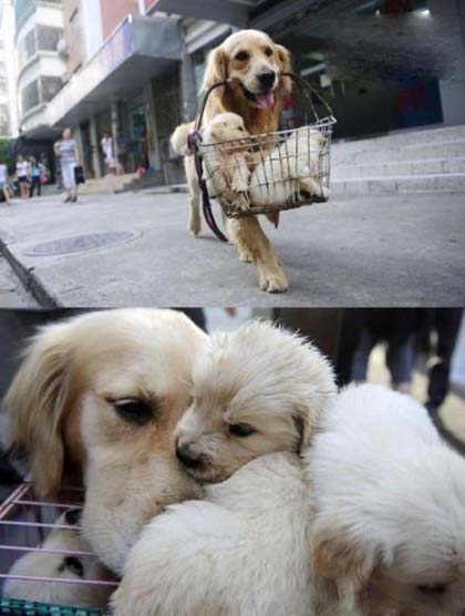 感觉金毛好有爱，又有点心酸搞笑图吧gif搞笑图片