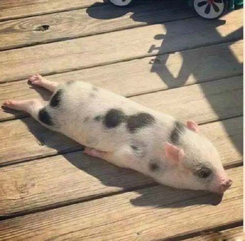 懒洋洋的晒晒太阳搞笑图吧gif搞笑图片