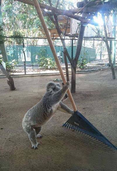 努力干干活，主人会送好吃的来搞笑图吧gif搞笑图片