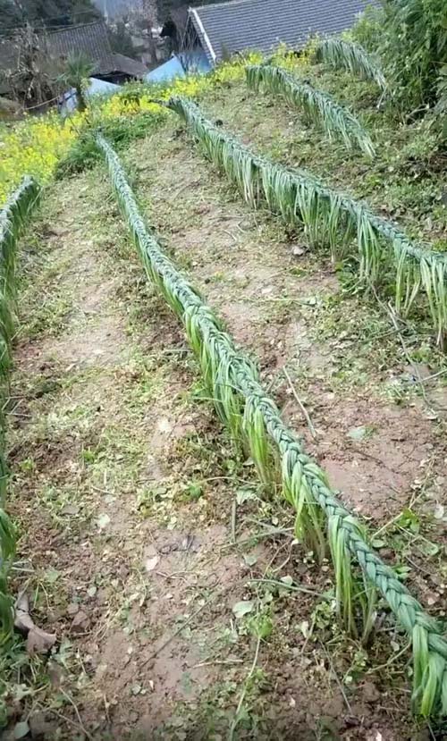 回乡下老家，想帮点忙，不知妈妈会不会夸我搞笑图吧gif搞笑图片