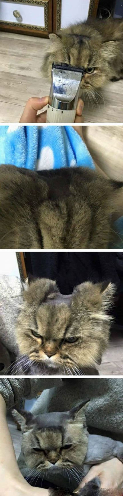 喵咪被剃毛发后的愤怒表情搞笑图吧gif搞笑图片