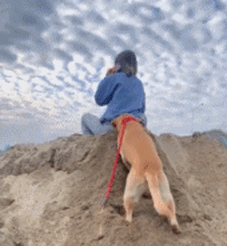 小金毛狗狗刨沙子搞恶女主滚翻搞笑图吧gif搞笑图片