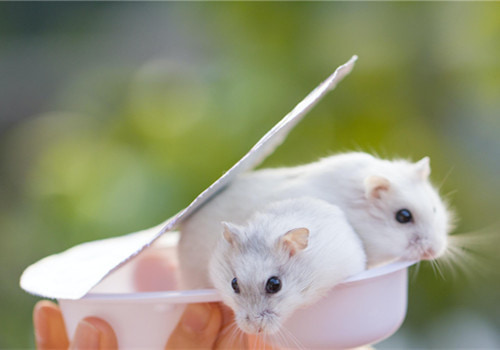 两只可爱的小仓鼠搞笑图吧gif搞笑图片