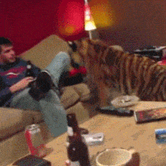 高富帅家里养的宠物挺特别的啊搞笑图吧gif搞笑图片