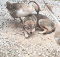 鸭式按摩，舒服么二汪搞笑图吧gif搞笑图片