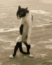 你敢碰下我试试，小心俺的猫爪功搞笑图吧gif搞笑图片