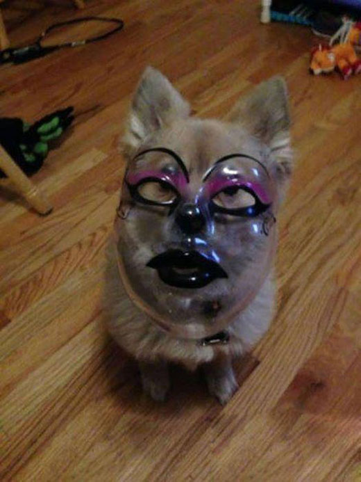 哪里跑出来的逗趣喵搞笑图吧gif搞笑图片