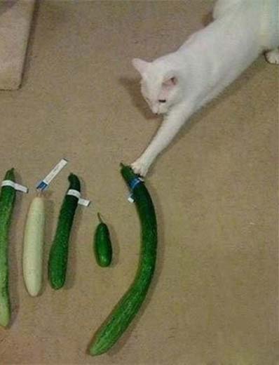 就挑这根了！搞笑图吧gif搞笑图片