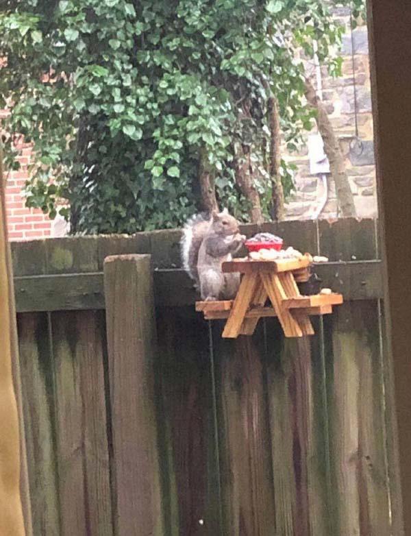 给松鼠订制的餐桌搞笑图吧gif搞笑图片