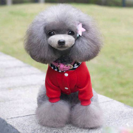 一只漂亮的狗狗搞笑图吧gif搞笑图片