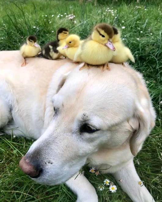 二汪交上了好朋友，一群可爱的小鸭子搞笑图吧gif搞笑图片