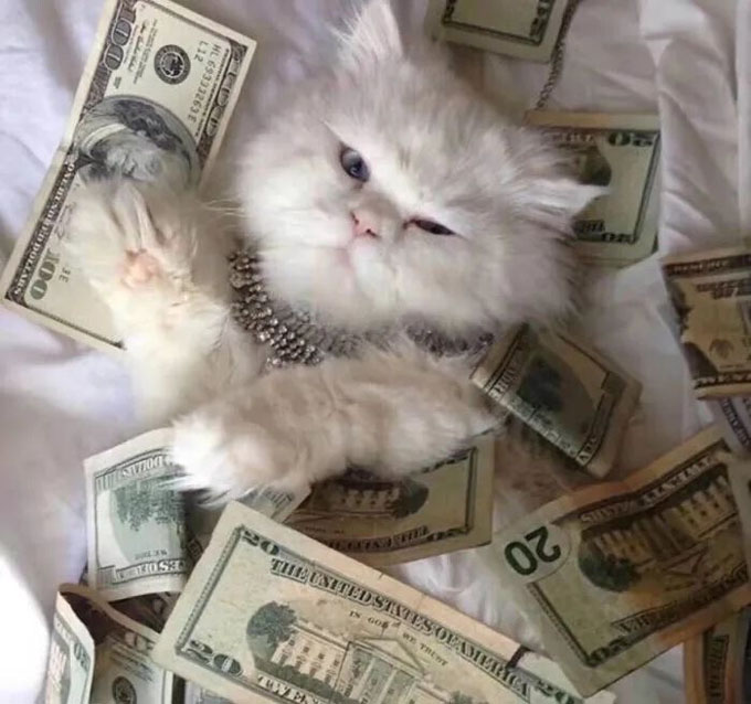 一只土豪猫搞笑图吧gif搞笑图片