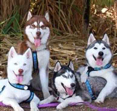 哈士奇搞笑图片_一起来吐舌头，咔一张！搞笑图吧gif搞笑图片