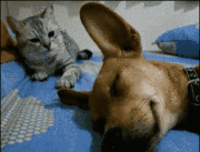 喵，别睡了，快起来陪我玩会啊搞笑图吧gif搞笑图片