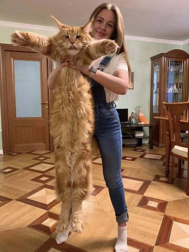 一只大肥喵搞笑图吧gif搞笑图片