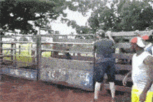 一只疯狂的牛儿狂奔而出搞笑图吧gif搞笑图片