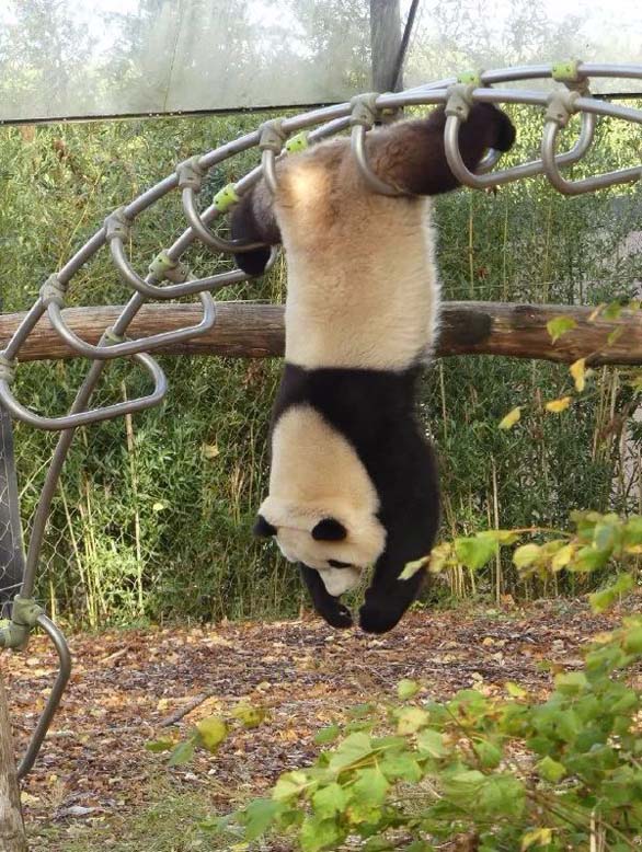 哈哈，功夫熊猫来啦搞笑图吧gif搞笑图片