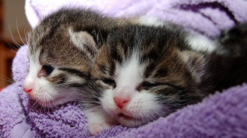 两只超萌超可爱的奶喵搞笑图吧gif搞笑图片