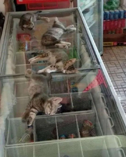 猫咪真会找地儿 真凉快搞笑图吧gif搞笑图片