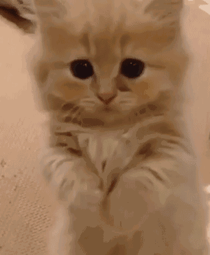 主人，求抱抱嘛搞笑图吧gif搞笑图片