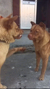 小样，服不服俺......搞笑图吧gif搞笑图片