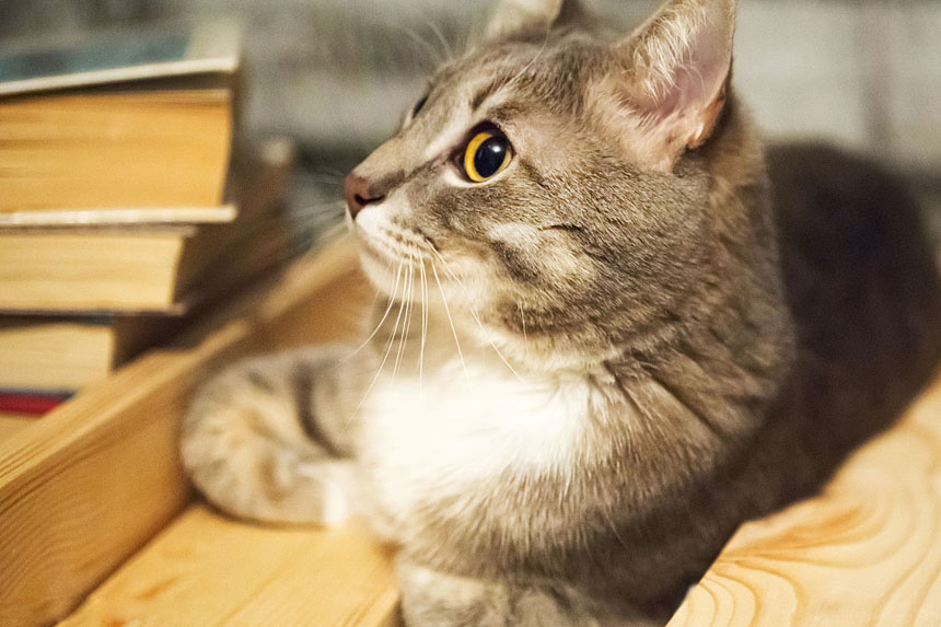 可爱的猫科动物搞笑图吧gif搞笑图片