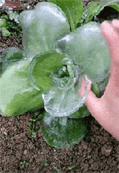 冰雕青菜......搞笑图吧gif搞笑图片