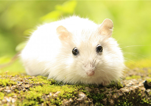 萌萌哒的小仓鼠搞笑图吧gif搞笑图片