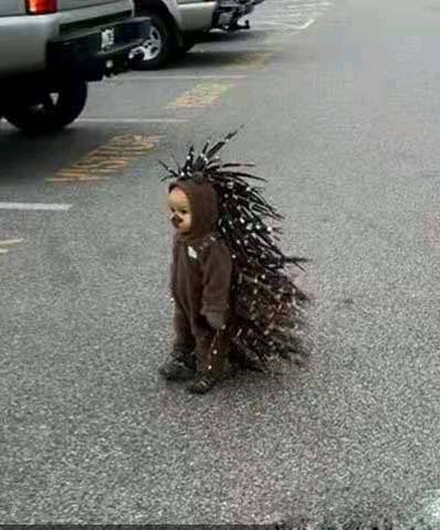 发现了一只可爱的小刺猬搞笑图吧gif搞笑图片