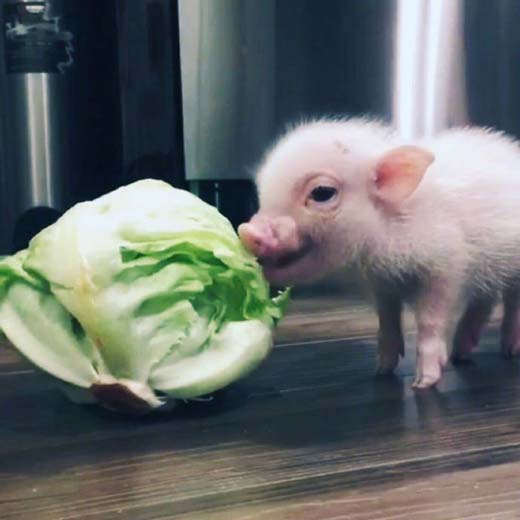 可爱小猪猪吃白菜搞笑图吧gif搞笑图片