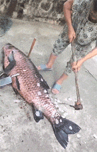 钓了条大鱼，去鱼甲还用上了锄头搞笑图吧gif搞笑图片