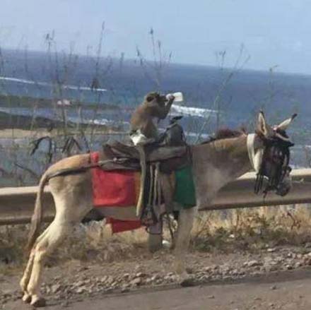 大师兄也有了毛驴座驾搞笑图吧gif搞笑图片