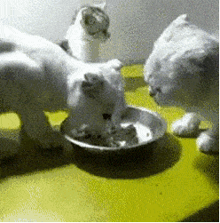 我只是来看热闹的，怎么打我呢搞笑图吧gif搞笑图片