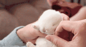 超萌超可爱的小白兔搞笑图吧gif搞笑图片