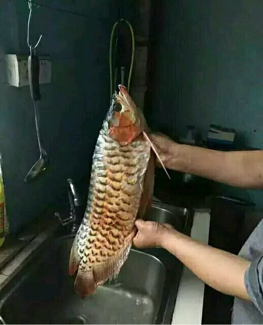 为讨好老丈人亲自下厨 老丈人回来一定会赞搞笑图吧gif搞笑图片