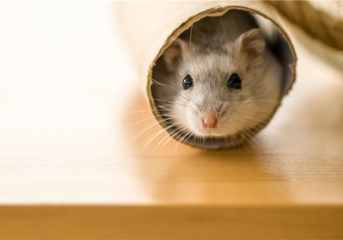 可爱圆胖胖的小仓鼠搞笑图吧gif搞笑图片