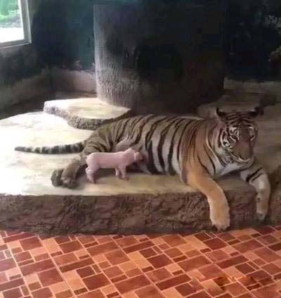 虎妈妈养了只新宝宝搞笑图吧gif搞笑图片