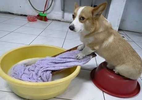 被罚在家洗衣服搞笑图吧gif搞笑图片