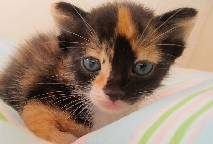 超级可爱的花脸猫搞笑图吧gif搞笑图片