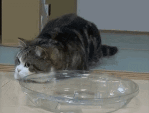 登陆QQ中的猫搞笑图吧gif搞笑图片