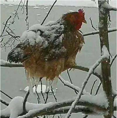 树枝上停一晚，变成一只冰冻鸡搞笑图吧gif搞笑图片