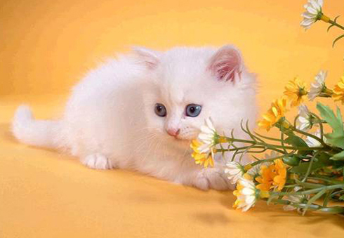 纯白色可爱小波斯猫搞笑图吧gif搞笑图片