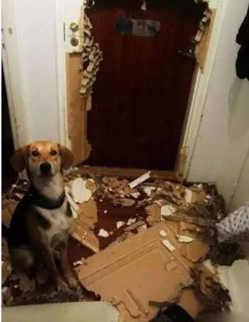 二汪在家实在太无聊了，于是就搞笑图吧gif搞笑图片