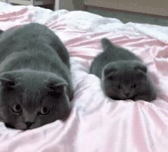 一起和妈咪练起来搞笑图吧gif搞笑图片