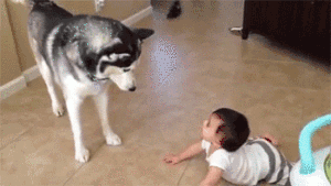 二哈，哈士奇和儿童搞笑图片搞笑图吧gif搞笑图片