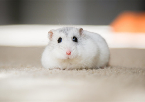 萌系可爱仓鼠高清图片 超可爱小老鼠图片搞笑图吧gif搞笑图片