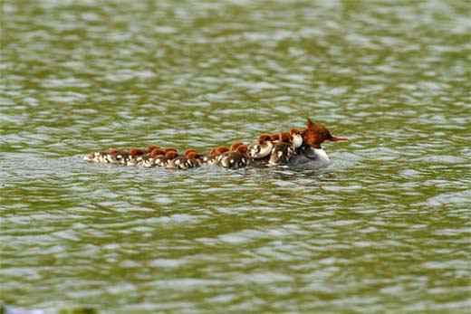 英国一母鸭背16只小鸭过河 萌化人心(图)搞笑图吧gif搞笑图片