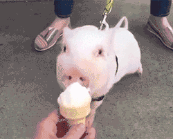 一只爱吃冰激凌的小猪猪搞笑图吧gif搞笑图片